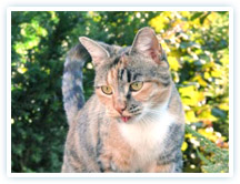 Katze von juleBorst